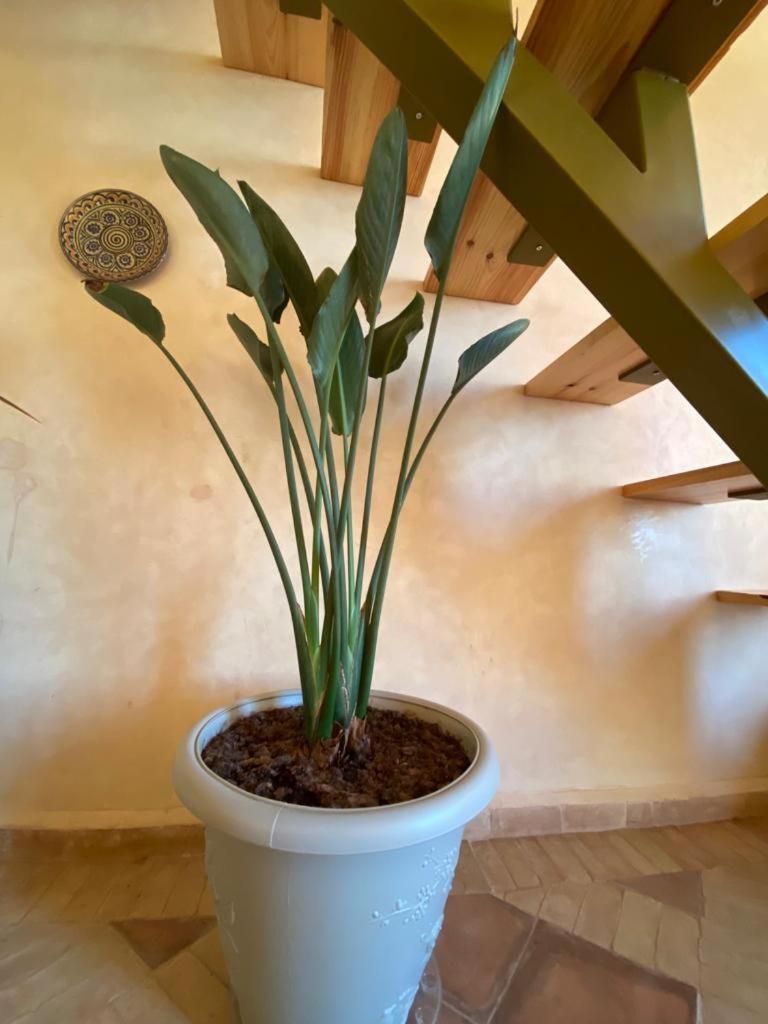 Dar Diafa Samira Apartment Mirleft Bagian luar foto